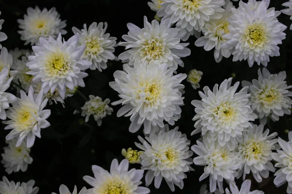 Fleurs Chrysanthème Blanc Pleine Floraison Indonésie Serre Sont Prêts Récolter — Photo