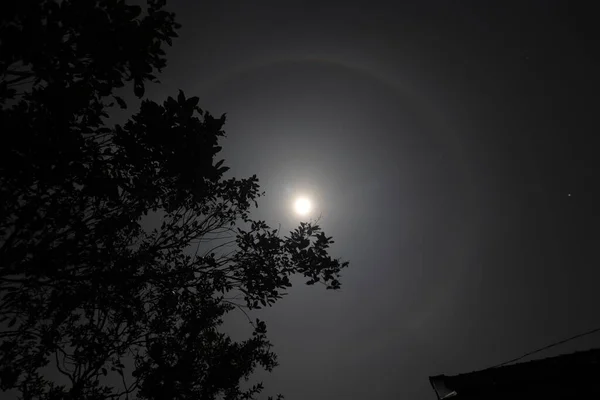 Луна Гало Пейзаж Силуэтом Дерева Полночь — стоковое фото