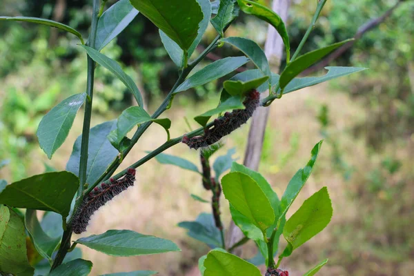 Cricula trisfenestrata Helf or Avocado Caterpillars hanging on lemon tree branches in the garden.