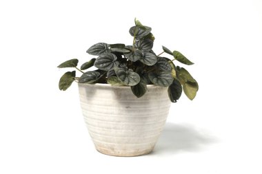 Peperomia Caperata beyaz arkaplanda izole edilmiş beyaz çömlek üzerinde.