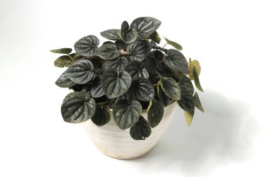 Peperomia Caperata beyaz arkaplanda izole edilmiş beyaz çömlek üzerinde.