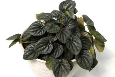 Peperomia Caperata 'nın beyaz arkaplanda izole edilmiş beyaz çömlek üzerindeki yakın görüntüsü.