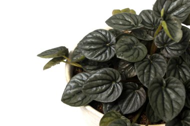 Peperomia Caperata 'nın beyaz arkaplanda izole edilmiş beyaz çömlek üzerindeki yakın görüntüsü.