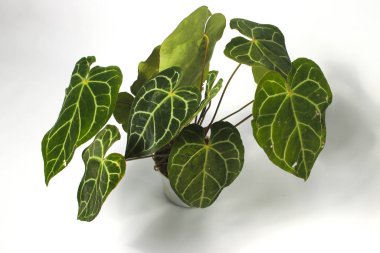 Beyaz arka planda izole edilmiş beyaz tencere üzerindeki Anthurium Kristallinum ev bitkisi.