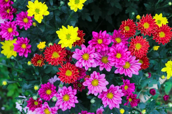 Close View Large Group Colorful Chrysanthemum Flowers Different Colors Readdy — Stock Photo, Image