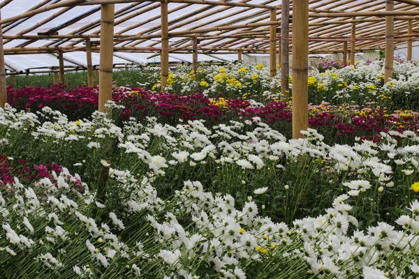 収穫のための準備ができて異なる色の新鮮な菊でいっぱいのインドネシアの伝統的な温室 — ストック写真