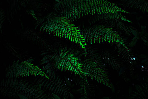 Dark green tropical fern leaves wallpaper