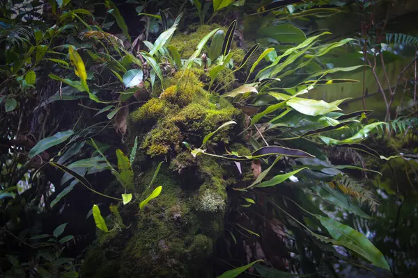 Moss Tronco Árvore Indonésia Floresta Tropical — Fotografia de Stock