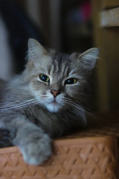 一只长着绿眼睛的毛茸茸的灰猫在椅子上放松的画像 — 图库照片