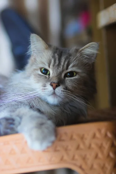 Πορτρέτο Μιας Αφράτης Γκρι Γάτας Πράσινα Μάτια Χαλαρώνει Μια Καρέκλα — Φωτογραφία Αρχείου