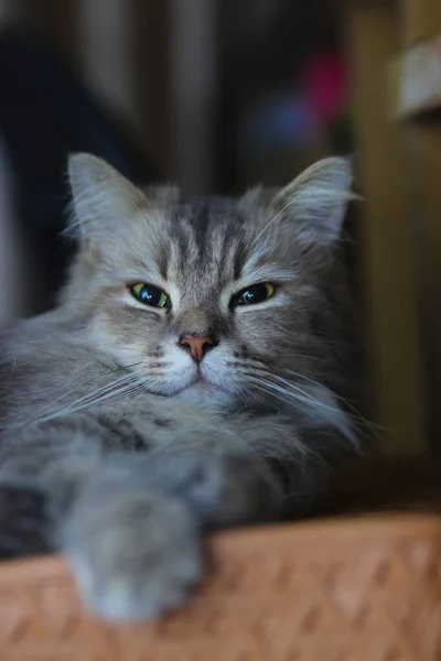 Retrato Gato Gris Esponjoso Con Ojos Verdes Relaja Una Silla —  Fotos de Stock
