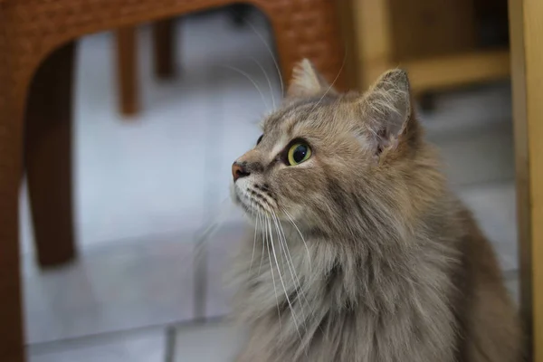 Tüylü Gri Bir Kedinin Portresi Yeşil Gözlü Yere Bakıyor — Stok fotoğraf