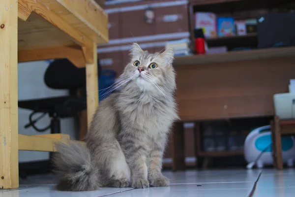 一只长着绿眼睛的毛茸茸的灰猫的画像看着地板的侧面 — 图库照片
