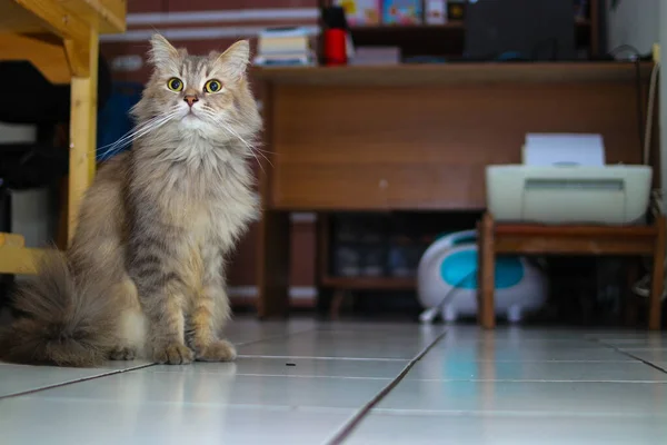 Πορτρέτο Μιας Χνουδωτής Γκρίζας Γάτας Πράσινα Μάτια — Φωτογραφία Αρχείου
