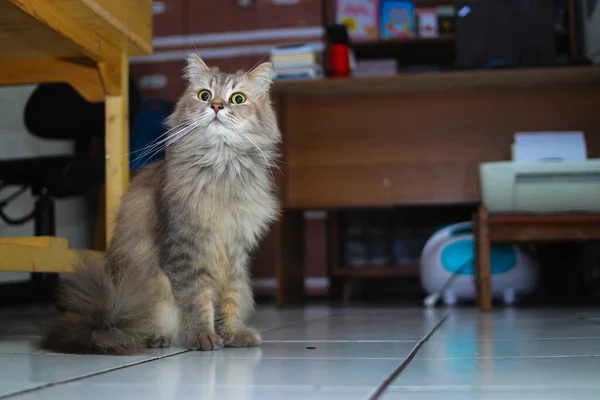 Portrett Luftig Grå Katt Med Grønne Øyne Ser Til Siden – stockfoto