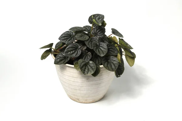 Peperomia Caperata beyaz arkaplanda izole edilmiş beyaz çömlek üzerinde.