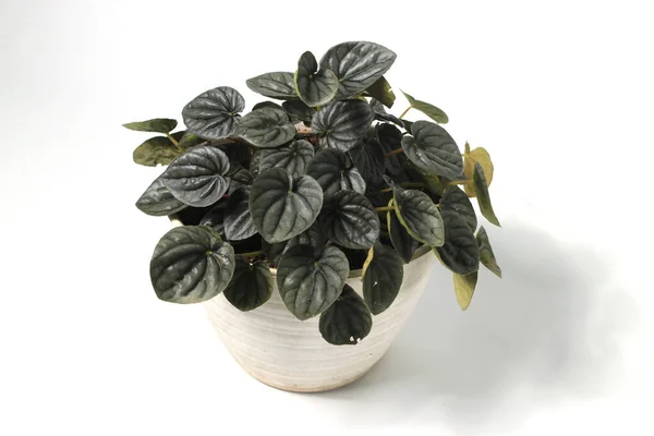 Peperomia Caperata beyaz arkaplanda izole edilmiş beyaz çömlek üzerinde.