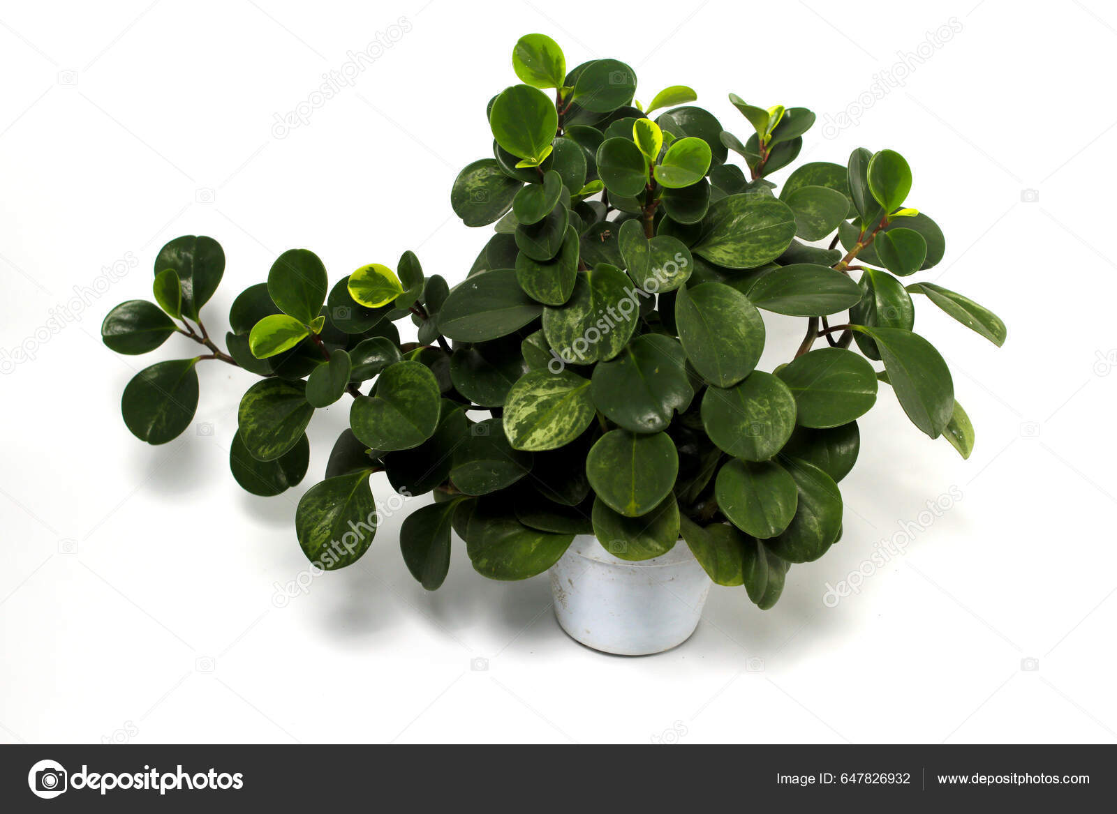 Baby rubberplant Stockfotos, lizenzfreie Baby rubberplant Bilder |  Depositphotos