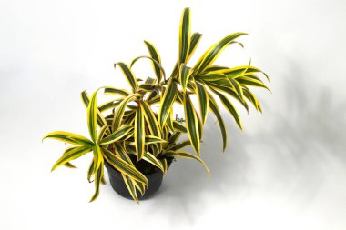 Beyaz arkaplanda izole edilmiş siyah bir çömlek üzerindeki Dracaena refleksinin üst görünümü.