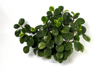 Beyaz arka planda izole edilmiş beyaz tencerede yeşil peperomi bitkisi (Bebek Rubber Bitkisi, Peperomia Obtusifolia).