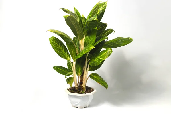 Groene Aglonema Huisplant Witte Pot Geïsoleerd Witte Achtergrond — Stockfoto