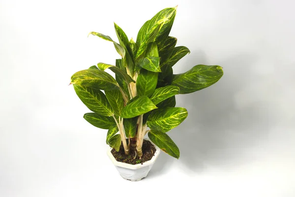 Πράσινο Φυτό Εσωτερικού Χώρου Aglonema Λευκή Γλάστρα Απομονωμένο Λευκό Φόντο — Φωτογραφία Αρχείου