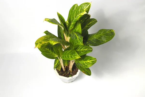 Πράσινο Φυτό Εσωτερικού Χώρου Aglonema Λευκή Γλάστρα Απομονωμένο Λευκό Φόντο — Φωτογραφία Αρχείου