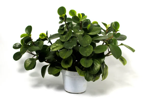 Green peperomia plant (Baby Rubber Plant, Peperomia Obtusifolia) on white pot isolated on white background.