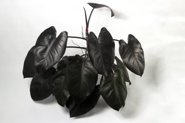 Philodendron Kraliyet Kraliçesi siyah çömlek üzerinde beyaz arka planda izole.