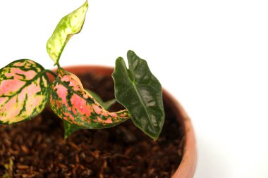 Güzel küçük aglaonema ve Alocasia çiçekleri beyaz arka planda kırmızı tencerede yetişiyor..