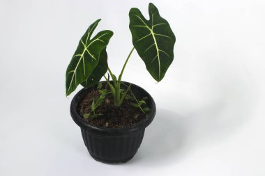Alocasia Green Velvet (Alocasia micholitziana Frydek) beyaz arkaplanda izole edilmiş siyah tencereler üzerinde.