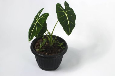 Alocasia Green Velvet (Alocasia micholitziana Frydek) on black pots isolated on white background. clipart