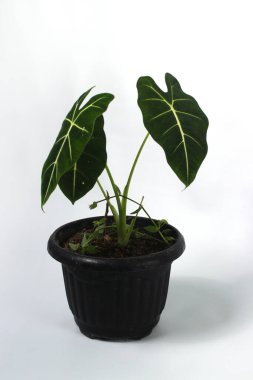 Alocasia Green Velvet (Alocasia micholitziana Frydek) beyaz arkaplanda izole edilmiş siyah tencereler üzerinde.