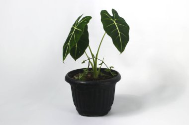 Alocasia Green Velvet (Alocasia micholitziana Frydek) beyaz arkaplanda izole edilmiş siyah tencereler üzerinde.