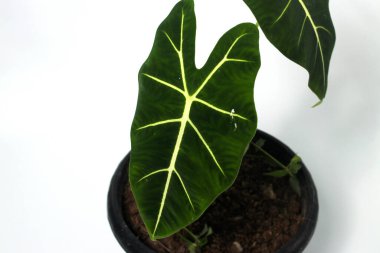 Alocasia Green Velvet 'in (Alocasia micholitziana Frydek) beyaz arkaplanda izole edilmiş siyah çömlekler üzerindeki yakın görüntüsü.