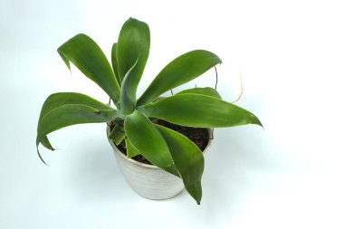 Tilki kuyruğu beyaz arka planda izole edilmiş beyaz tencerede duruyor. Agave attenuata. Kuğu boynu, tilki kuyruğu ya da aslan kuyruğu olarak da bilinir..