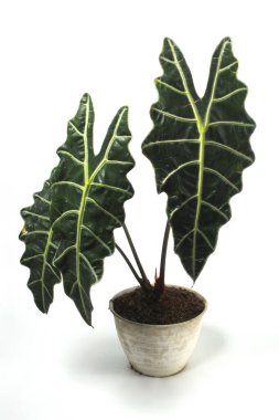 Alocasia Amazonica beyaz arka planda izole edilmiş beyaz tencere üzerine.