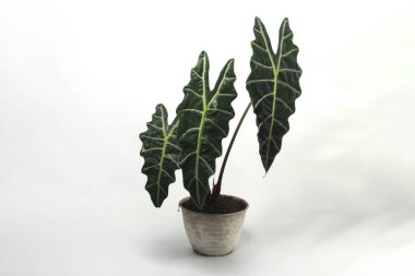 Alocasia Amazonica beyaz arka planda izole edilmiş beyaz tencere üzerine.