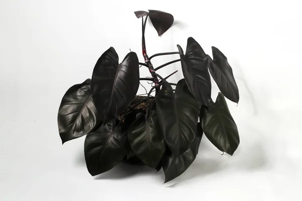 stock image Philodendron Royal Queen on black pot isolated on white background.