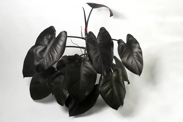 Philodendron Kraliyet Kraliçesi siyah çömlek üzerinde beyaz arka planda izole.