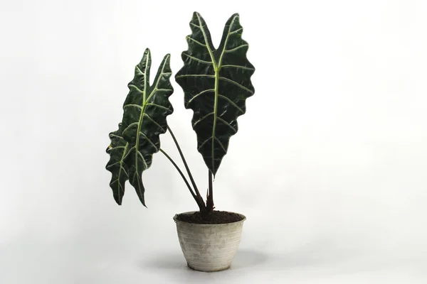 Alocasia Amazonica Beyaz Arka Planda Izole Edilmiş Beyaz Tencere Üzerine — Stok fotoğraf