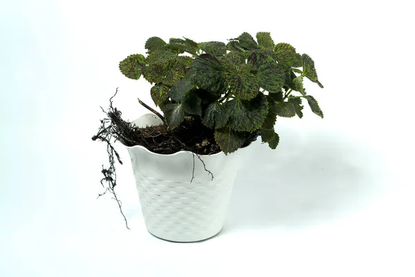 Green coleus plant on white pot isolated on white background