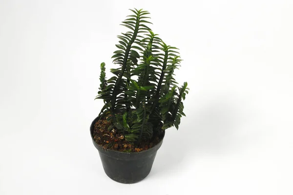 Euphorbia Zimmerpflanze Auf Einem Schwarzen Topf Isoliert Auf Weißem Hintergrund — Stockfoto