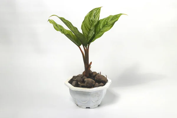 Planta Aglonema Verde Vaso Branco Isolado Fundo Branco — Fotografia de Stock