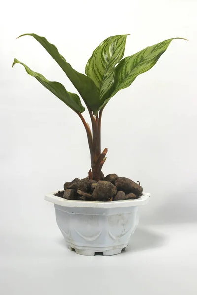 Planta Aglonema Verde Vaso Branco Isolado Fundo Branco — Fotografia de Stock