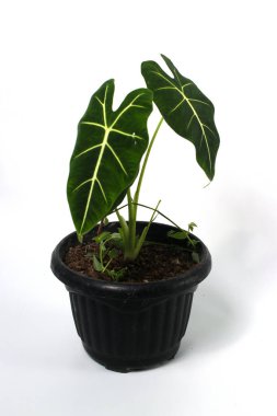 Alocasia Green Velvet (Alocasia micholitziana Frydek) beyaz arkaplanda izole edilmiş siyah tencereler üzerinde.