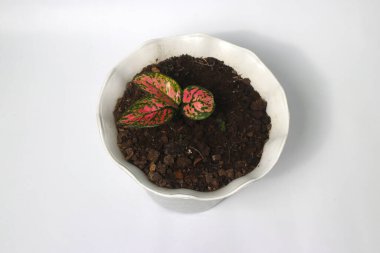 Aglaonema 'Benekli Yıldız' beyaz arka planda izole edilmiş beyaz tencerede.