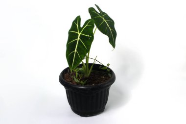 Alocasia Green Velvet (Alocasia micholitziana Frydek) beyaz arkaplanda izole edilmiş siyah tencereler üzerinde.