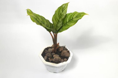 Beyaz arka planda izole edilmiş yeşil Aglonema ev bitkisi.