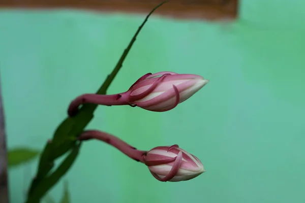 Vista Perto Rainha Botão Flor Noite Epiphyllum Oxypetalum Pela Manhã — Fotografia de Stock